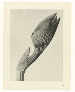研究を計画する Archetypes of Art (シリーズタイトル) 作： Karl Blossfeldt
