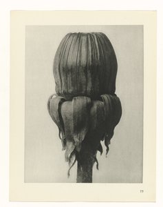 研究を計画する Archetypes of Art (シリーズタイトル) 作： Karl Blossfeldt
