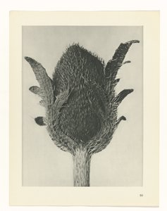 研究を計画する Archetypes of Art (シリーズタイトル) 作： Karl Blossfeldt
