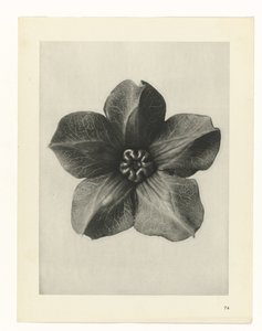 研究を計画する Archetypes of Art (シリーズタイトル) 作： Karl Blossfeldt