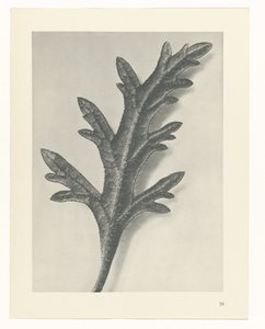 研究を計画する Archetypes of Art (シリーズタイトル) 作： Karl Blossfeldt