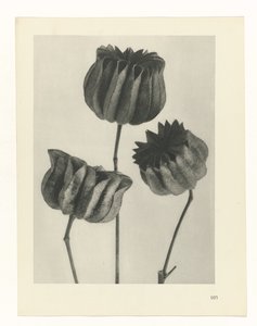 研究を計画する Archetypes of Art (シリーズタイトル) 作： Karl Blossfeldt