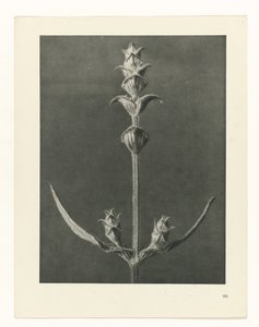 研究を計画する Archetypes of Art (シリーズタイトル) 作： Karl Blossfeldt