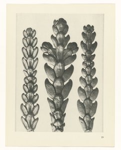 研究を計画する Archetypes of Art (シリーズタイトル) 作： Karl Blossfeldt
