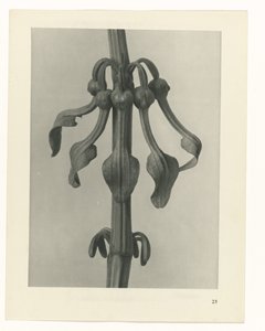 研究を計画する Archetypes of Art (シリーズタイトル) 作： Karl Blossfeldt