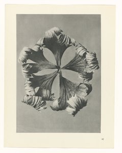 研究を計画する Archetypes of Art (シリーズタイトル) 作： Karl Blossfeldt