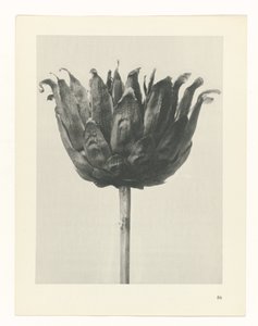 研究を計画する Archetypes of Art (シリーズタイトル) 作： Karl Blossfeldt