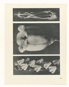 研究を計画する Archetypes of Art (シリーズタイトル) 作： Karl Blossfeldt