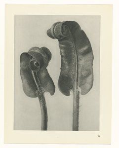 研究を計画する Archetypes of Art (シリーズタイトル)