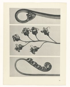 研究を計画する Archetypes of Art (シリーズタイトル) 作： Karl Blossfeldt