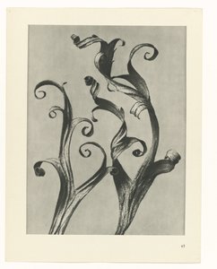 研究を計画する Archetypes of Art (シリーズタイトル) 作： Karl Blossfeldt