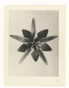 研究を計画する Archetypes of Art (シリーズタイトル) 作： Karl Blossfeldt