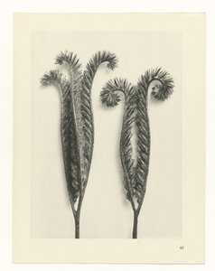 研究を計画する Archetypes of Art (シリーズタイトル) 作： Karl Blossfeldt