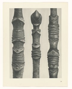 研究を計画する Archetypes of Art (シリーズタイトル) 作： Karl Blossfeldt