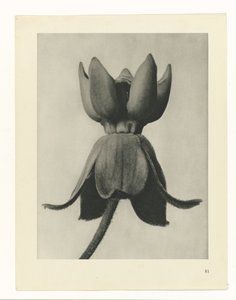 研究を計画する Archetypes of Art (シリーズタイトル) 作： Karl Blossfeldt