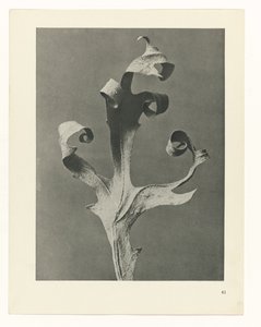 研究を計画する Archetypes of Art (シリーズタイトル) 作： Karl Blossfeldt