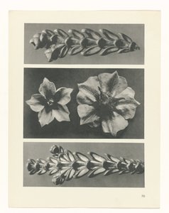 研究を計画する Archetypes of Art (シリーズタイトル) 作： Karl Blossfeldt