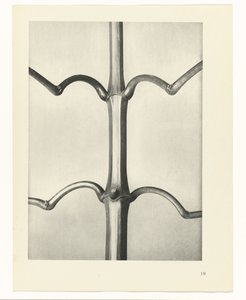 研究を計画する Archetypes of Art (シリーズタイトル) 作： Karl Blossfeldt