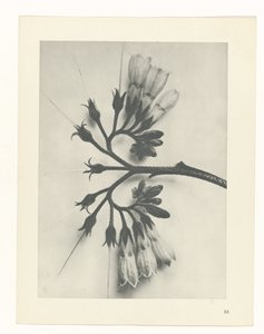 研究を計画する Archetypes of Art (シリーズタイトル) 作： Karl Blossfeldt