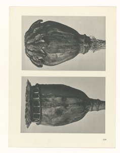 研究を計画する Archetypes of Art (シリーズタイトル) 作： Karl Blossfeldt