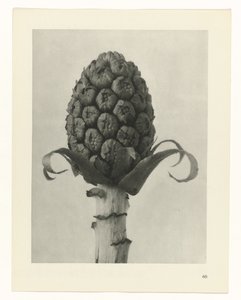 研究を計画する Archetypes of Art (シリーズタイトル) 作： Karl Blossfeldt