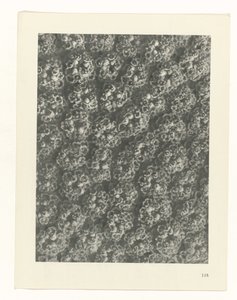 研究を計画する Archetypes of Art (シリーズタイトル) 作： Karl Blossfeldt