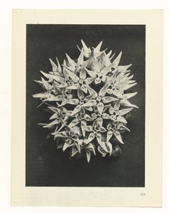 研究を計画する Archetypes of Art (シリーズタイトル) 作： Karl Blossfeldt
