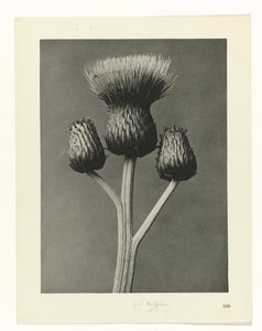 研究を計画する Archetypes of Art (シリーズタイトル) 作： Karl Blossfeldt