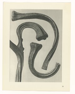 研究を計画する Archetypes of Art (シリーズタイトル) 作： Karl Blossfeldt