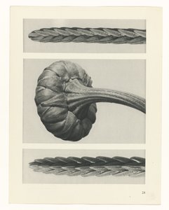 研究を計画する Archetypes of Art (シリーズタイトル) 作： Karl Blossfeldt