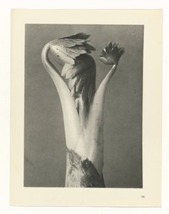 研究を計画する Archetypes of Art (シリーズタイトル) 作： Karl Blossfeldt