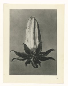 研究を計画する Archetypes of Art (シリーズタイトル) 作： Karl Blossfeldt