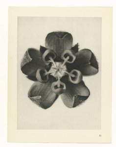 研究を計画する Archetypes of Art (シリーズタイトル) 作： Karl Blossfeldt