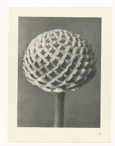 研究を計画する Archetypes of Art (シリーズタイトル) 作： Karl Blossfeldt