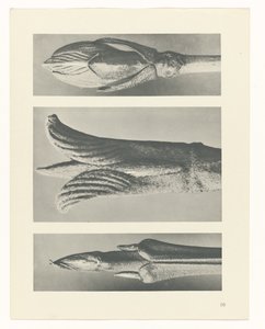 研究を計画する Archetypes of Art (シリーズタイトル) 作： Karl Blossfeldt