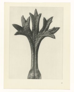 研究を計画する Archetypes of Art (シリーズタイトル) 作： Karl Blossfeldt