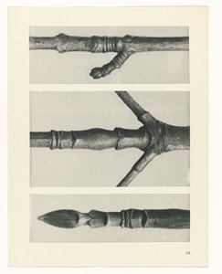研究を計画する Archetypes of Art (シリーズタイトル) 作： Karl Blossfeldt