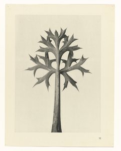 研究を計画する Archetypes of Art (シリーズタイトル) 作： Karl Blossfeldt