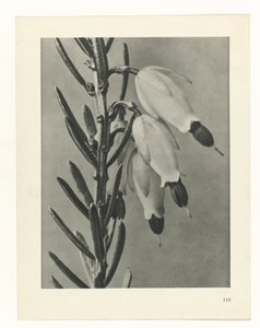 研究を計画する Archetypes of Art (シリーズタイトル) 作： Karl Blossfeldt