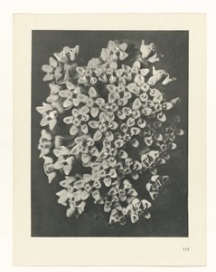 研究を計画する Archetypes of Art (シリーズタイトル) 作： Karl Blossfeldt