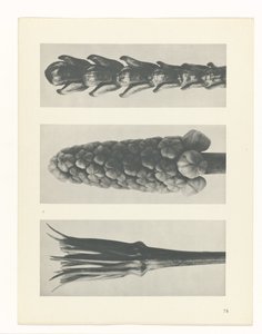 研究を計画する Archetypes of Art (シリーズタイトル) 作： Karl Blossfeldt