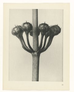研究を計画する Archetypes of Art (シリーズタイトル) 作： Karl Blossfeldt