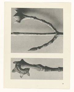 研究を計画する Archetypes of Art (シリーズタイトル) 作： Karl Blossfeldt