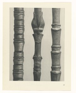 研究を計画する Archetypes of Art (シリーズタイトル) 作： Karl Blossfeldt