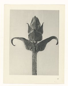 研究を計画する Archetypes of Art (シリーズタイトル) 作： Karl Blossfeldt