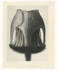 研究を計画する Archetypes of Art (シリーズタイトル) 作： Karl Blossfeldt