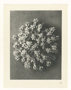 研究を計画する Archetypes of Art (シリーズタイトル) 作： Karl Blossfeldt