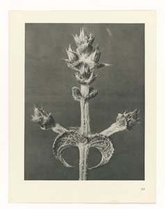 研究を計画する Archetypes of Art (シリーズタイトル) 作： Karl Blossfeldt