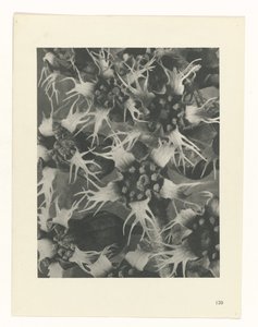 研究を計画する Archetypes of Art (シリーズタイトル) 作： Karl Blossfeldt