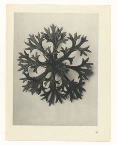 研究を計画する Archetypes of Art (シリーズタイトル) 作： Karl Blossfeldt